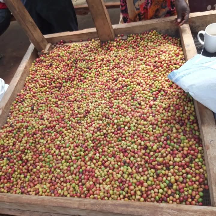 Sipi coffee