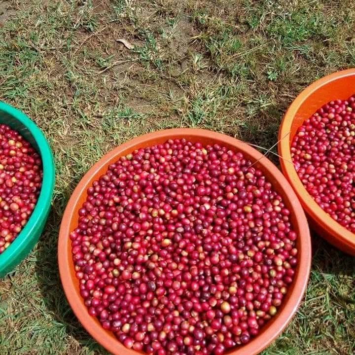 Sipi coffee
